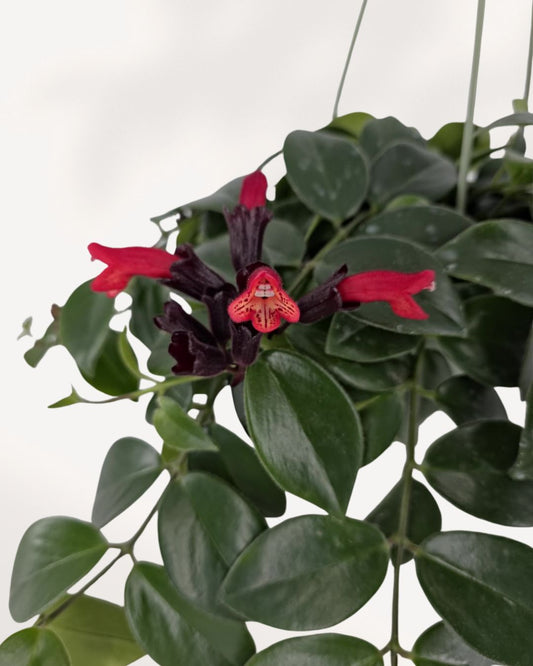 Starter Lipstick Plant in a black nursery pot with pointed green leaves and small dark purple flower tubes.