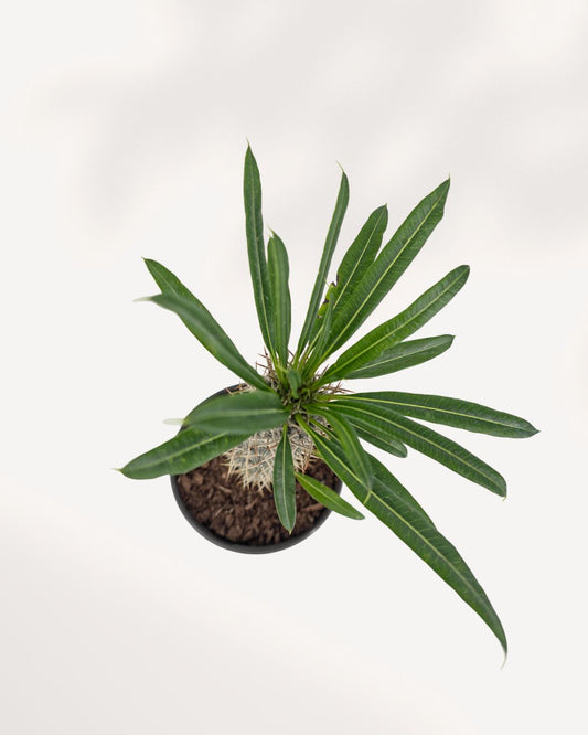 Madagascar Palm plant in a pot