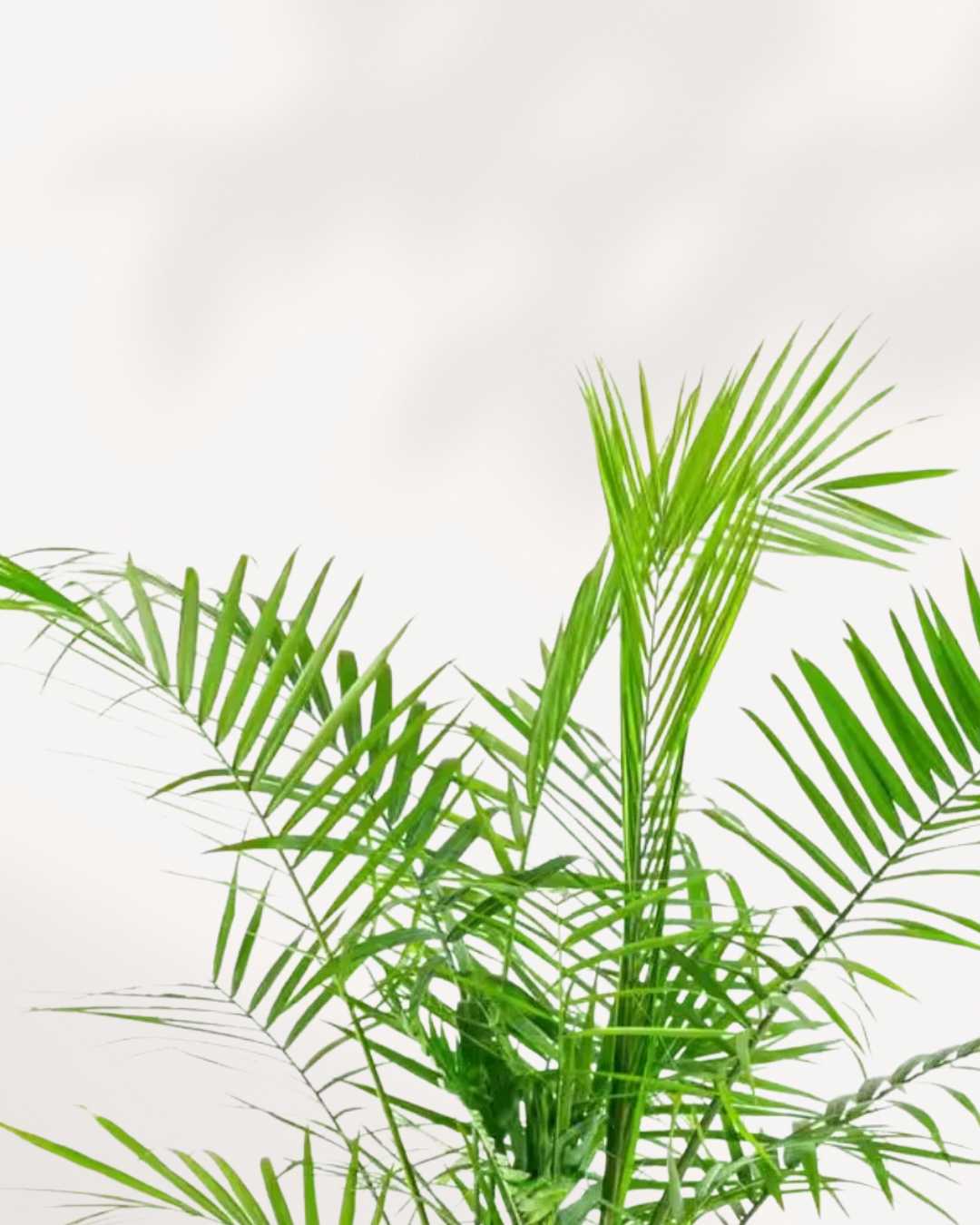 Close-up of Majesty Palm's arching fronds
