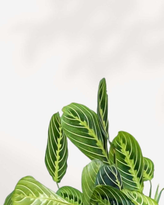 Maranta Lemon Lime 4" Pot - Small