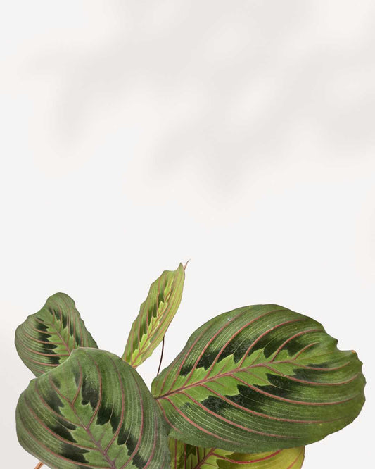 Maranta Red Prayer Plant | Buy Online
