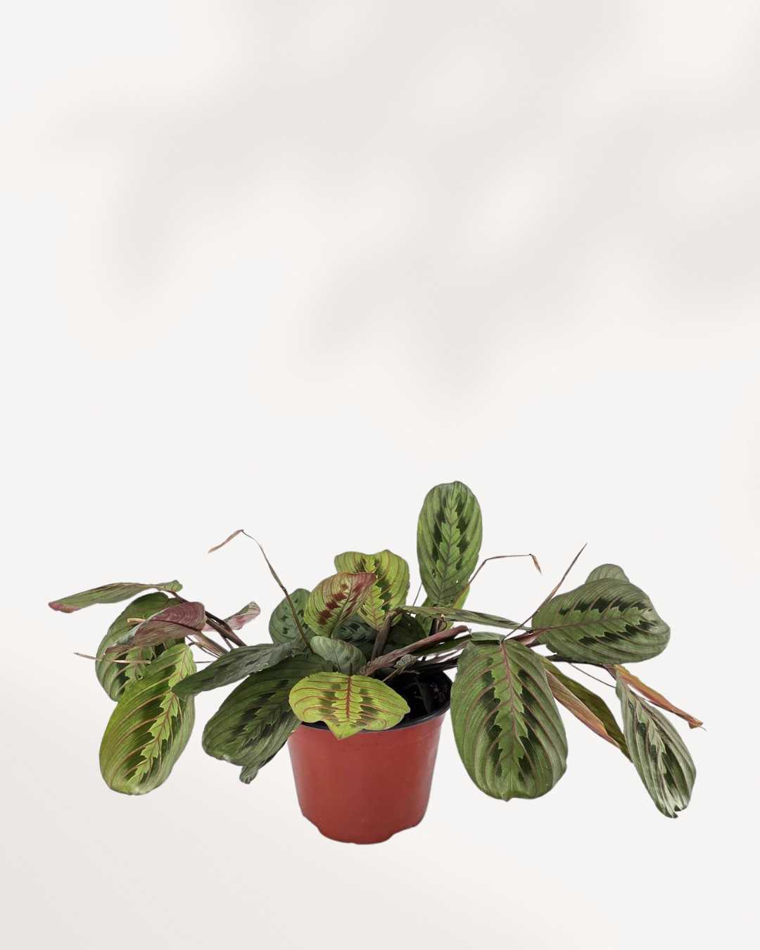Maranta Red Prayer Plant | Buy Online