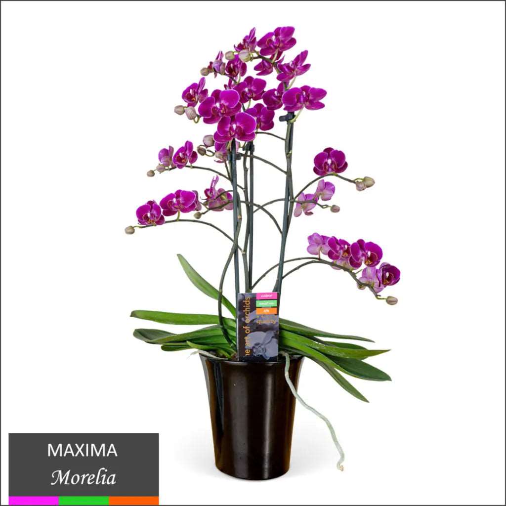 Maxima Orchid – Multi Spike in Ceramic Pot Pink - Morelia