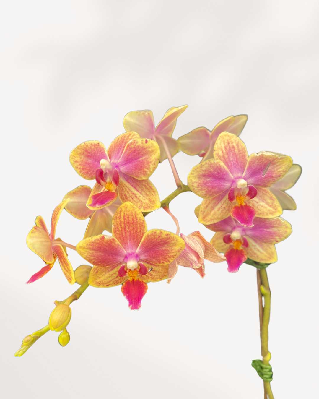 Mini Phalaenopsis Orchid 3.5" Pot - Sunshine Delight