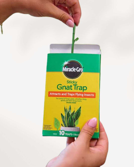 Miracle-Gro Sticky Gnat Trap | Buy Online