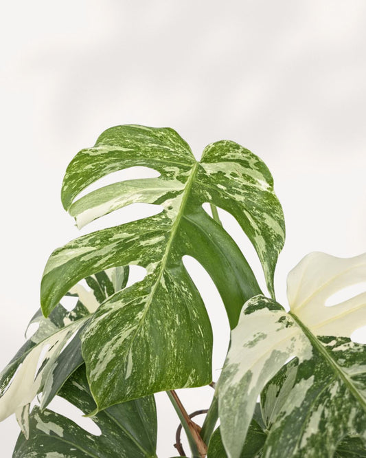 Monstera Albo plant showing white variegated leaves and healthy upright growth indoors