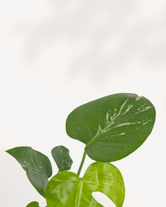 Front top view of a Monstera Bulbasaur showing its full leafy canopy, a compact and easy care tropical houseplant for Canadian homes and offices
