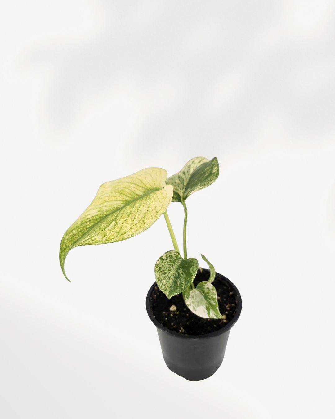 Top view of Monstera White Monster showing variegated leaf pattern