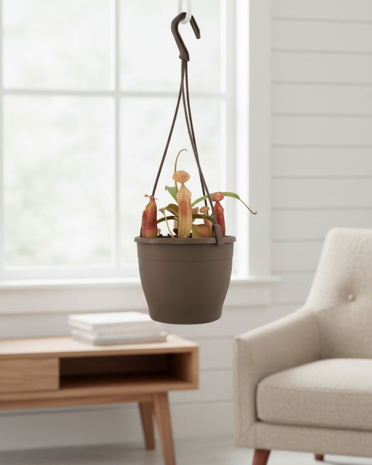 Nepenthes Sanguinea Pitcher Plant in 4" hanging basket front view buy online Canada.