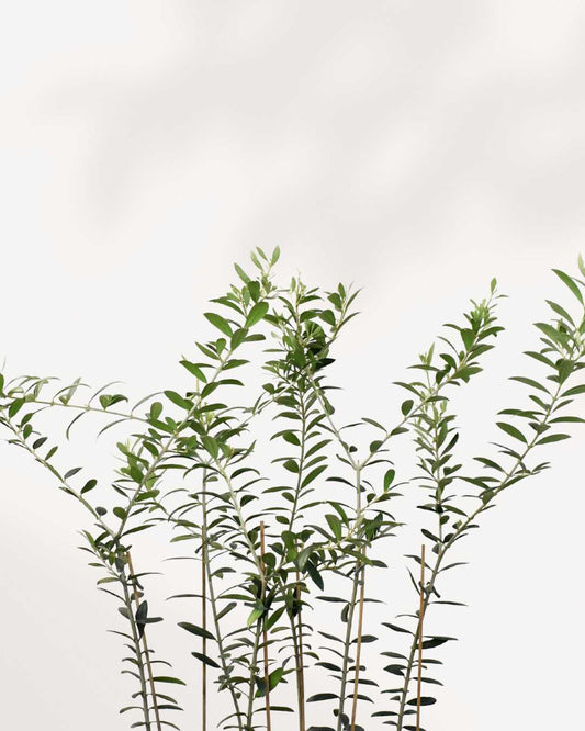 Olive Tree (Olea Europaea) 4" Pot - Small