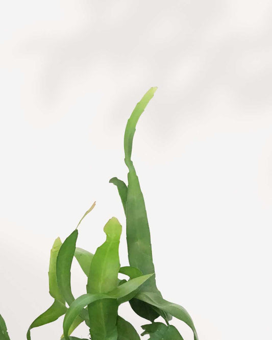 Orchid Cactus 5" Pot - Medium