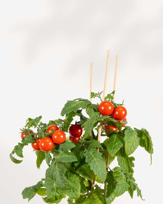 Cherry Tomato 5" Pot - Medium