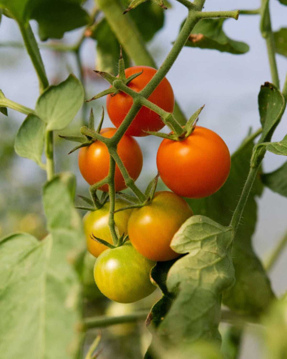 Cherry Tomato