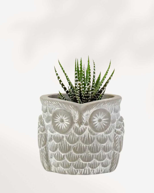Otis the Owl Pot Small