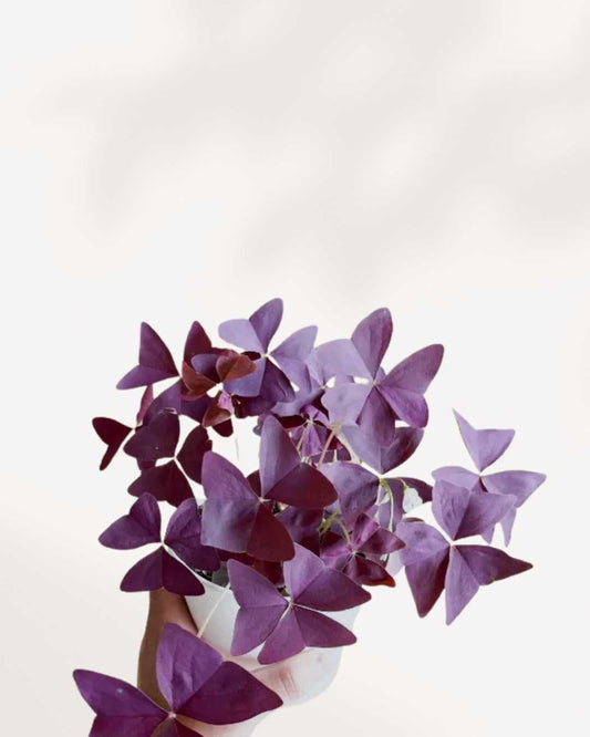 Oxalis Shamrock 4" Pot - Purple