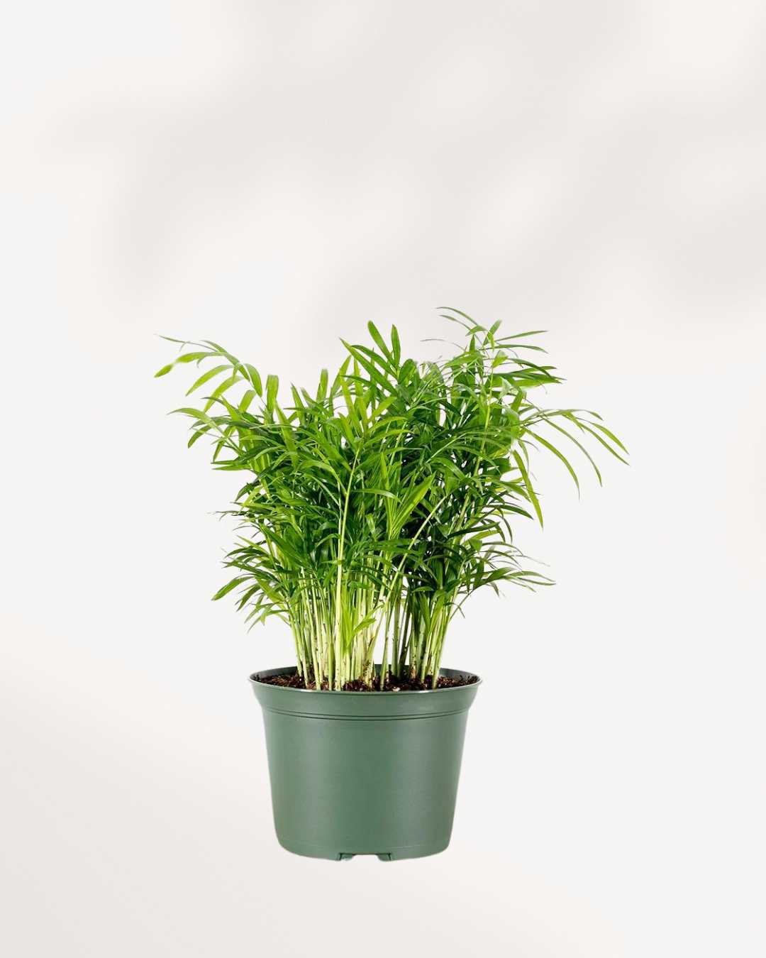 Areca Palm - Dypsis Lutescens 6" Pot - Medium