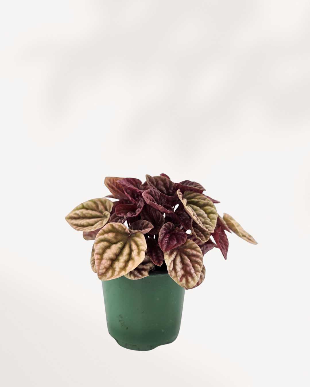 Peperomia Caperata Quito | Buy Online