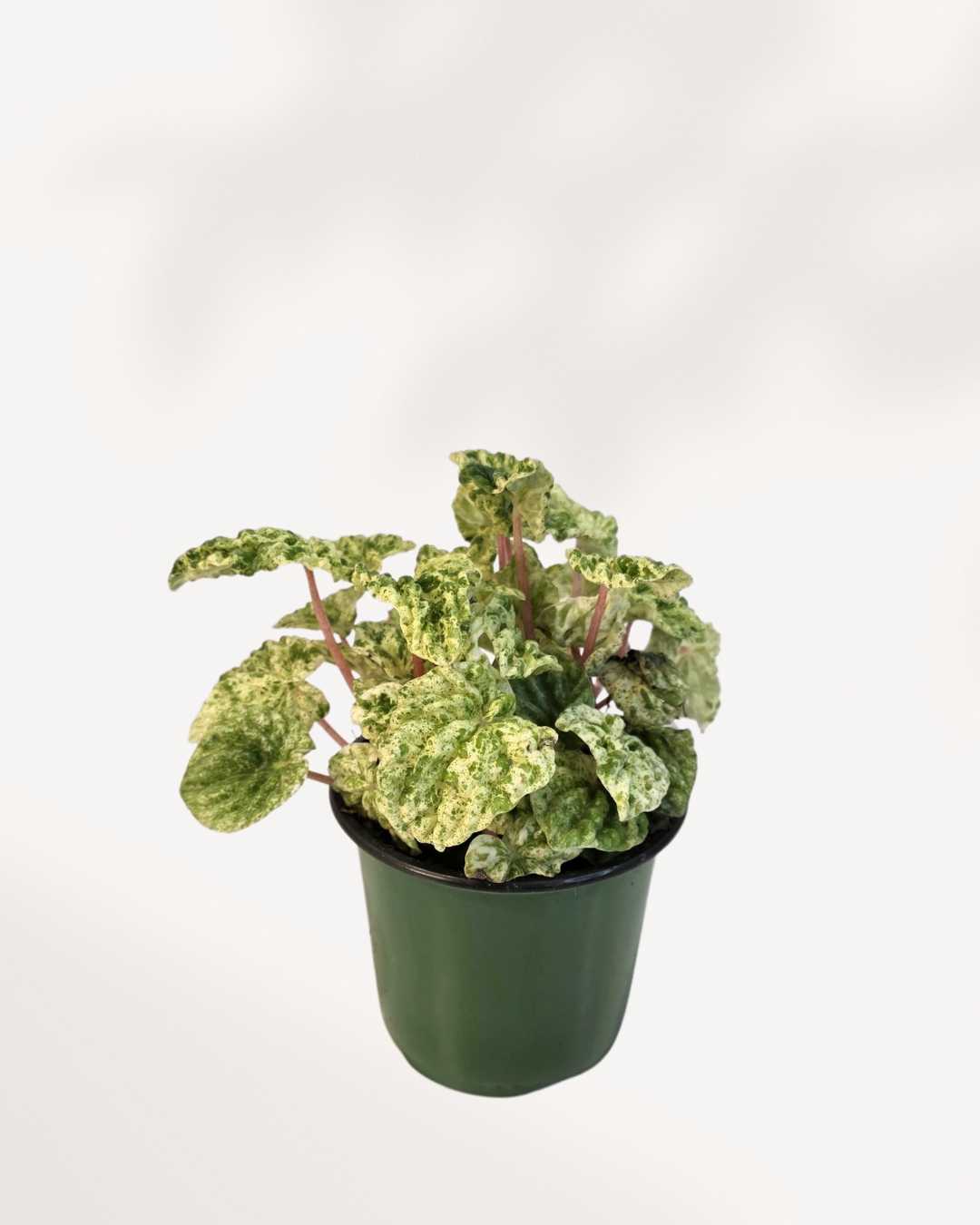 Peperomia Caperata Variegata