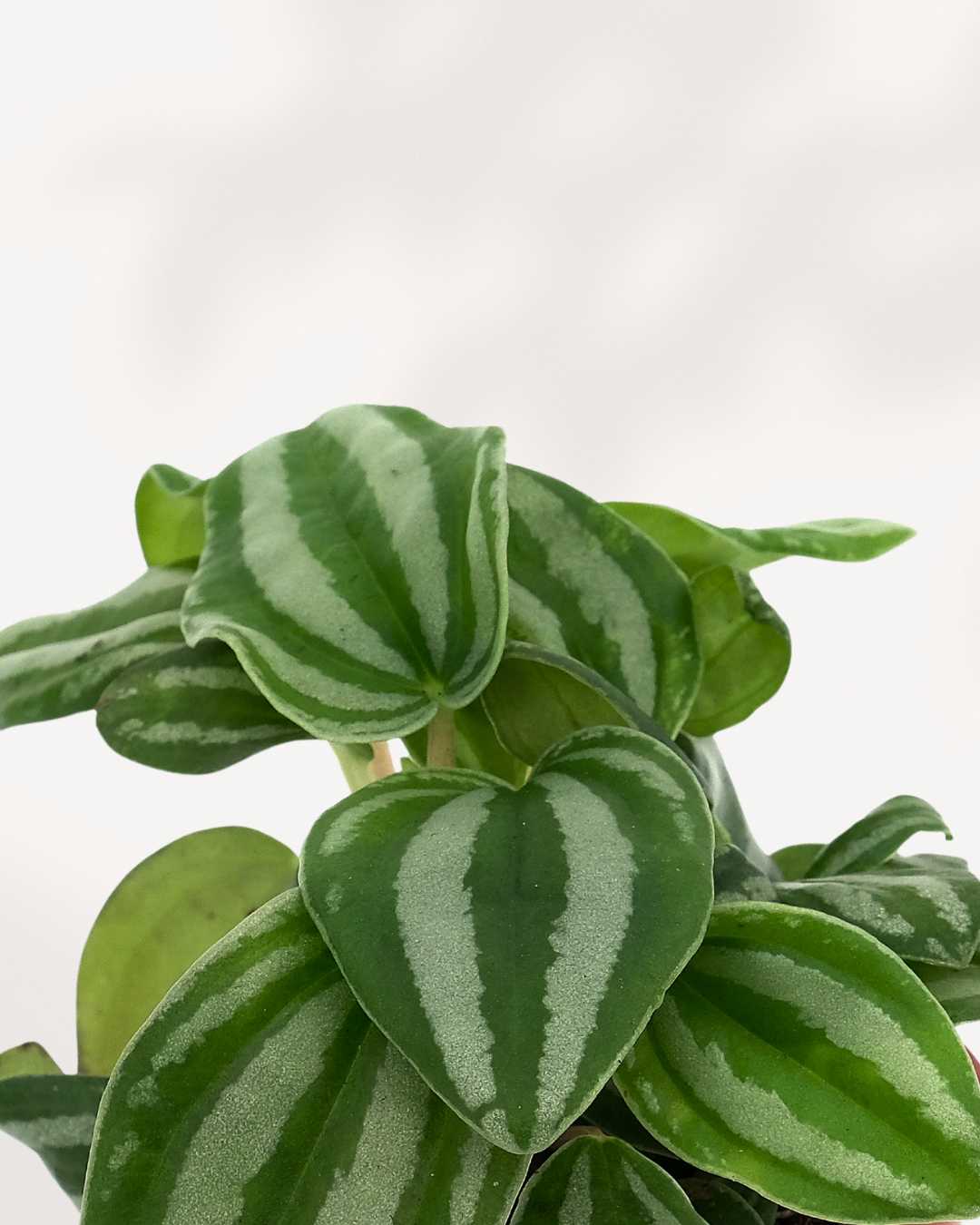 Close-up of Peperomia Mini Watermelon's silver striped leaves