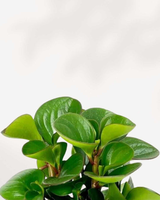 Peperomia Obtusifolia 4" Pot - Small