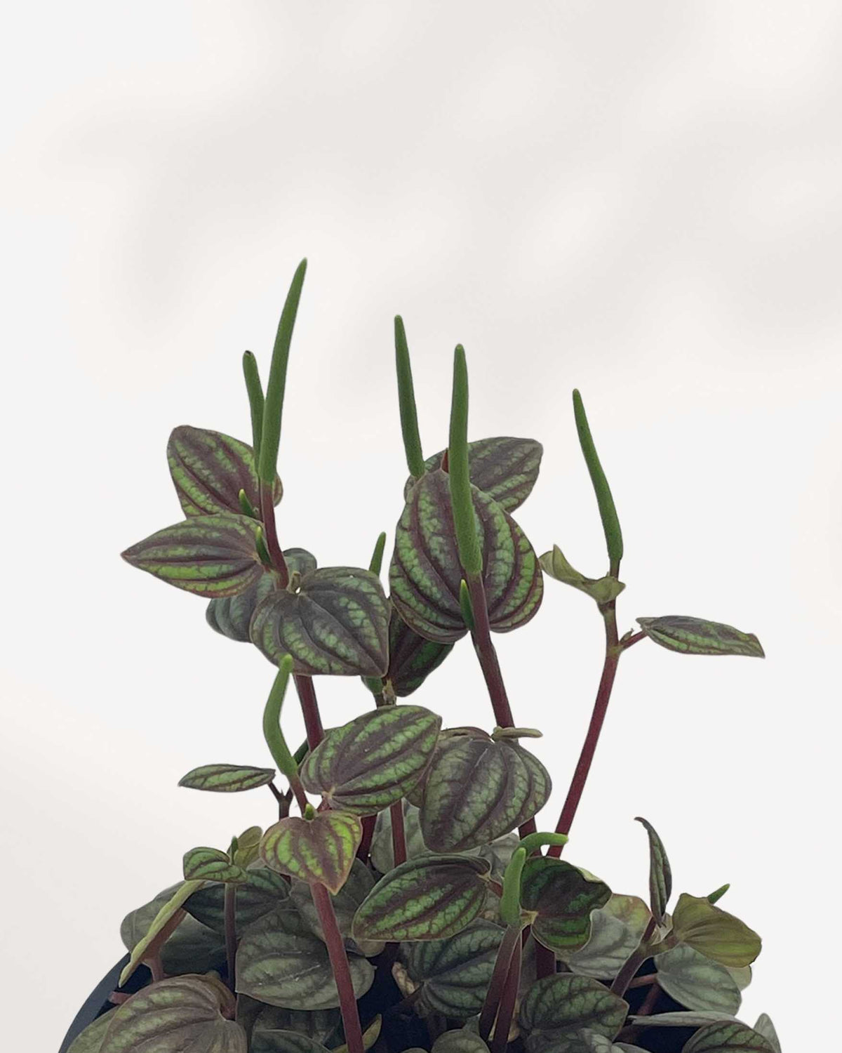 Close-up of Peperomia Piccolo Banda's silver and burgundy leaves