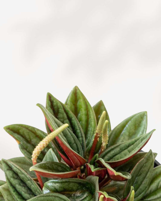 Peperomia Rosso 4" Pot - XSmall