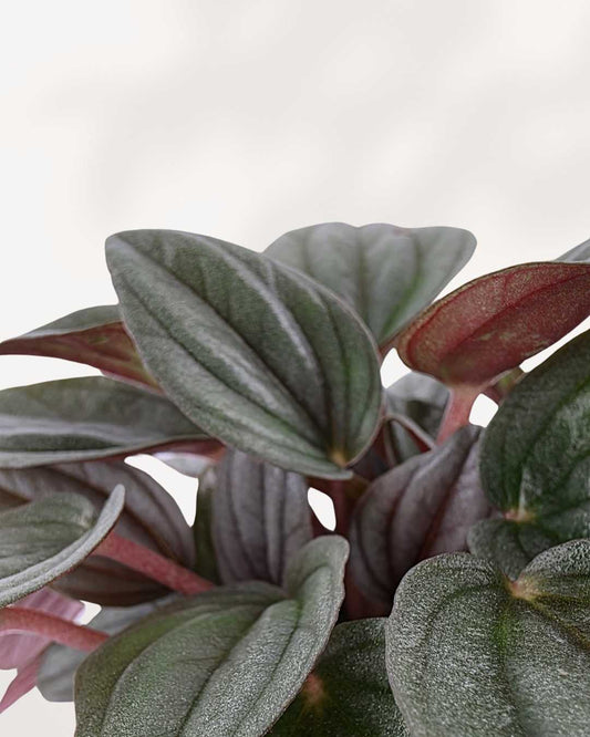 Peperomia Santorini showing rippled variegated leaves