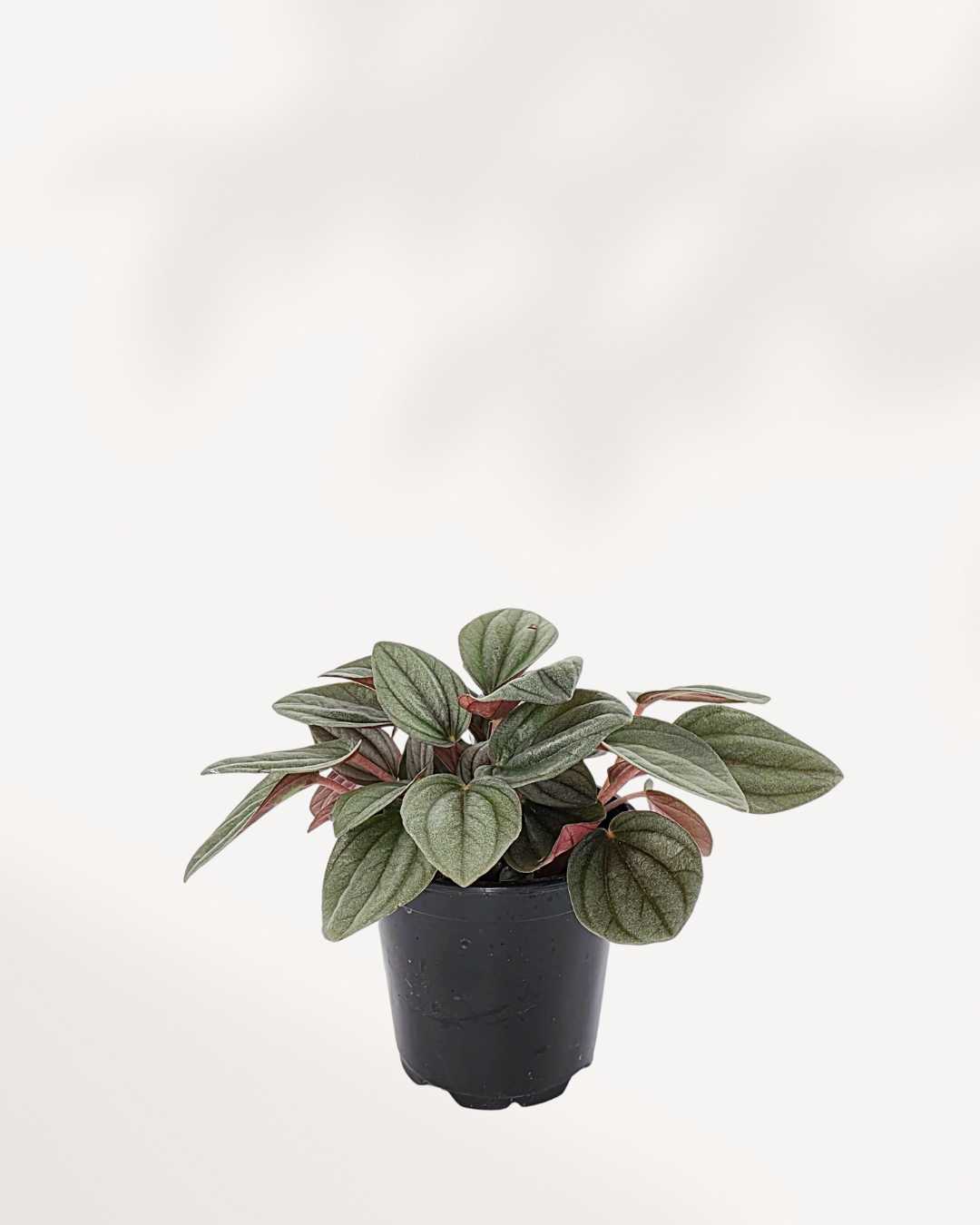 Peperomia Santorini plant in a small pot