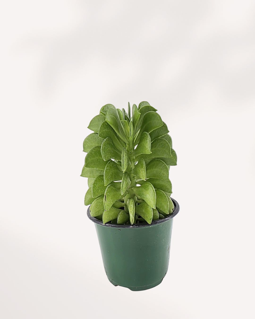 Peperomia Ferreyrae Fire Sparks plant in a small pot