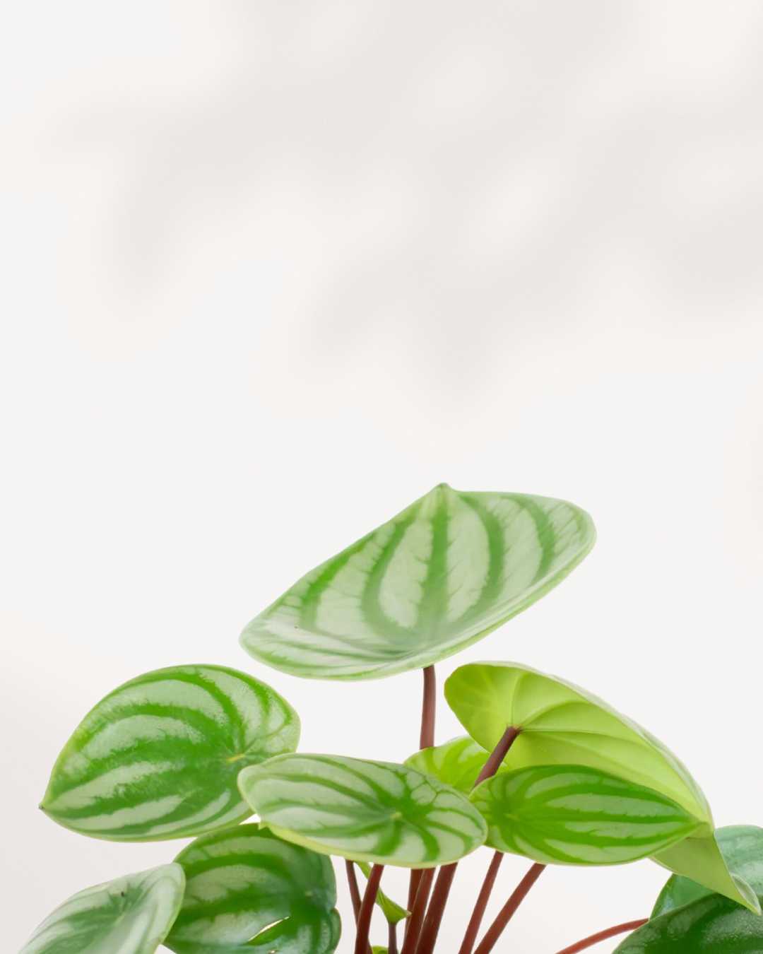 Close-up of Peperomia Watermelon's silver striped leaves