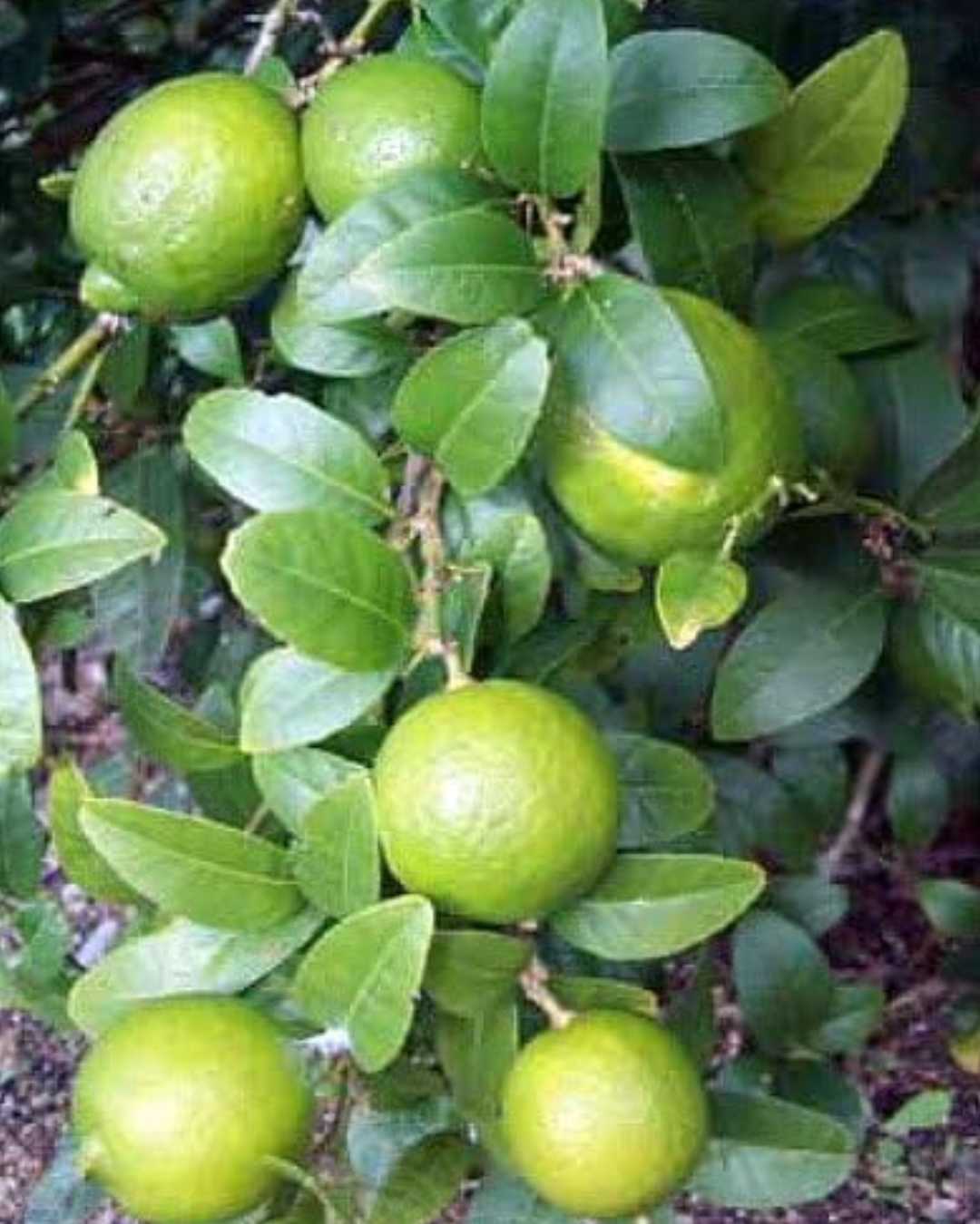 Persian Lime Tree