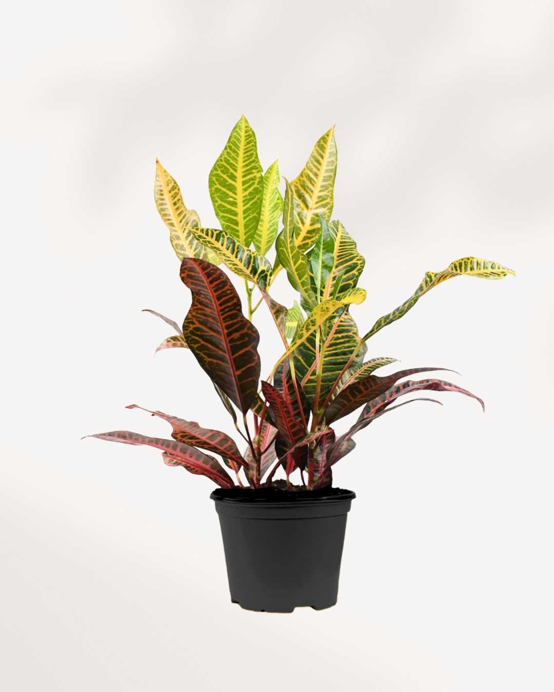 Croton Petra 5" Pot - Medium