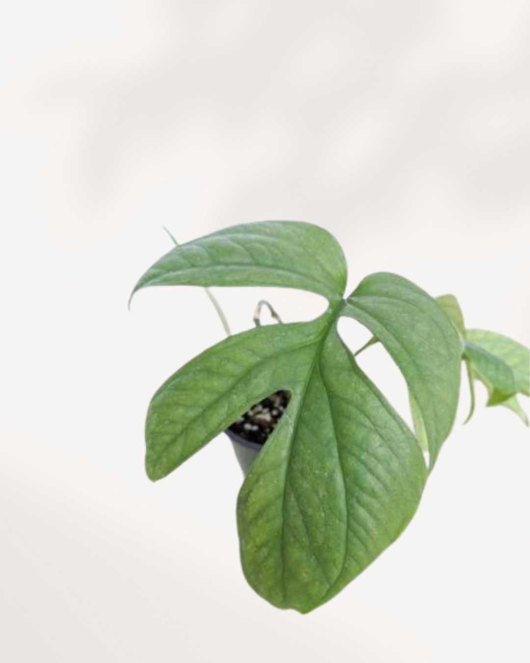 Close-up of Philodendron Amydrium Spider Man's web-like leaves