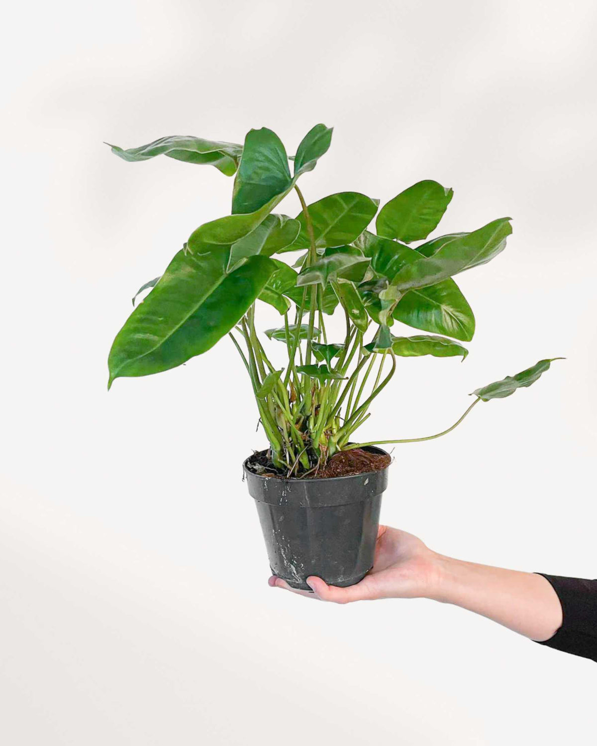 Philodendron Burle Marx plant in a small pot