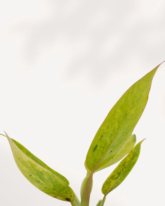 Philodendron Calkins Gold front view, vibrant golden leaves with tropical shine, premium indoor plant available online and in store Richmond Hill GTA