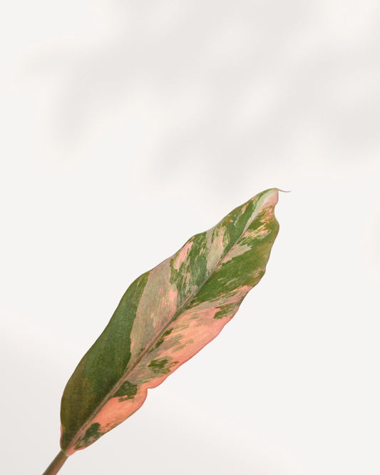 Philodendron Caramel Marble showing multi-colored variegated leaves