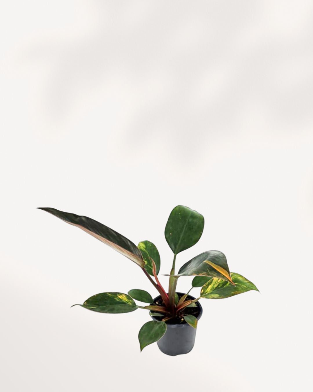 Side view of Philodendron Congo Variegated's architectural rosette