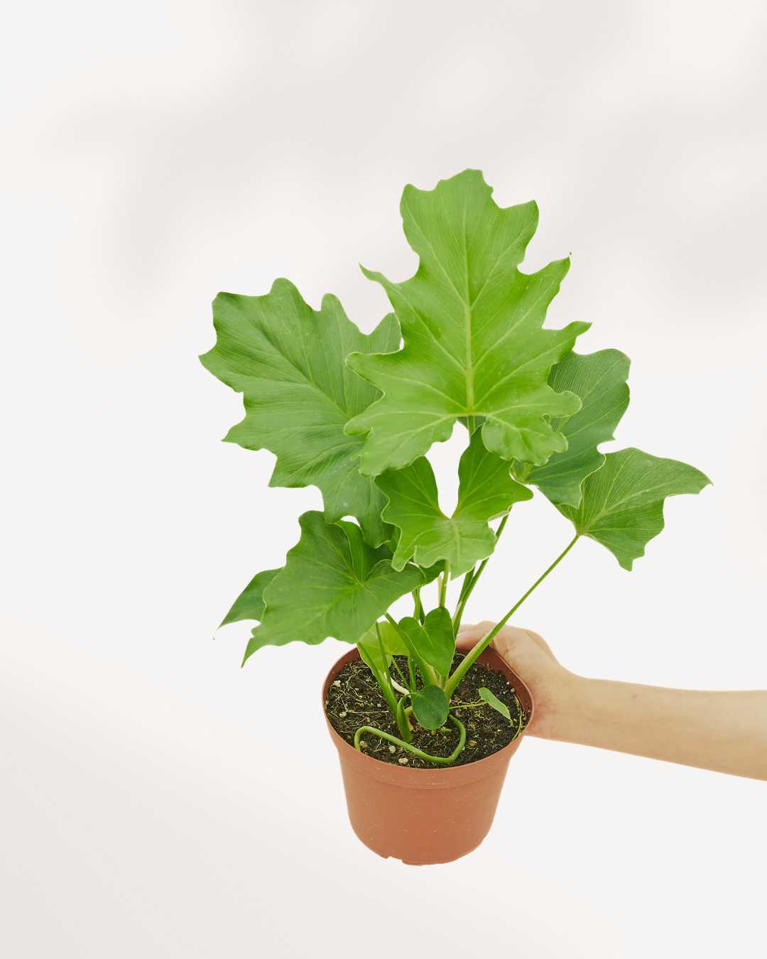 Philodendron Little Hope plant in a small pot