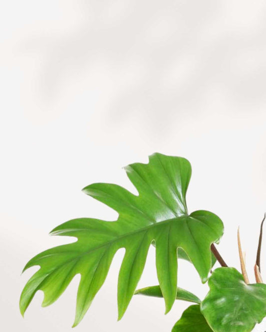 Philodendron Mayoi 3.5" Pot - XSmall