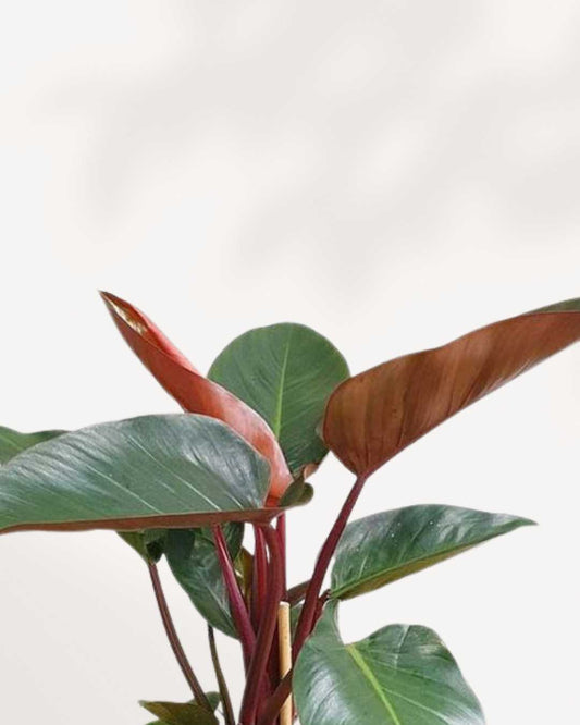 Philodendron Rojo Congo 4" Pot - Small