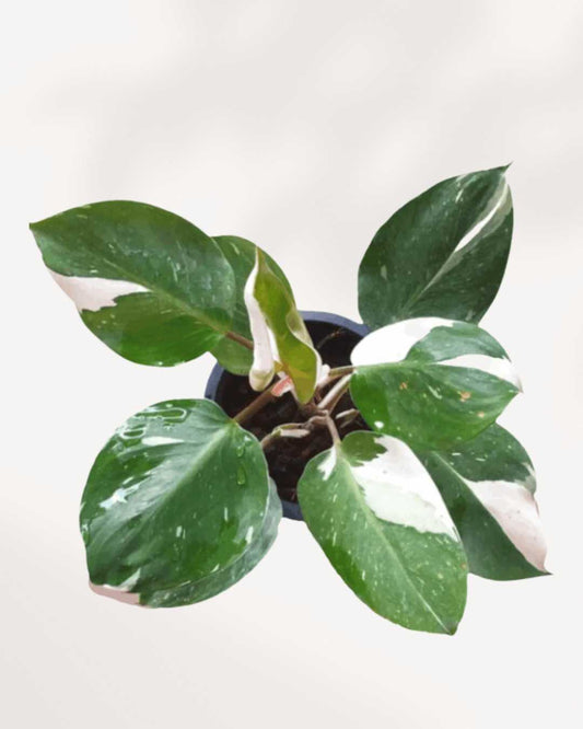 Philodendron White Knight 4" Pot - Small