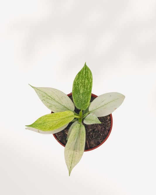Healthy Philodendron Yellow Ghost indoor plant, top front view with vibrant yellow emerging foliage, available online in Richmond Hill with delivery across GTA Toronto and Canada.
