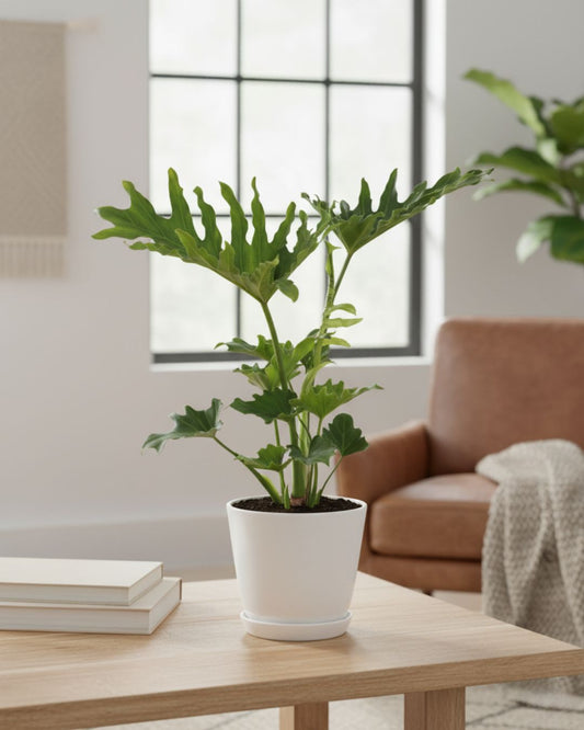 Philodendron Hope Selloum in 6" pot, lush green foliage. Buy healthy indoor plant online.