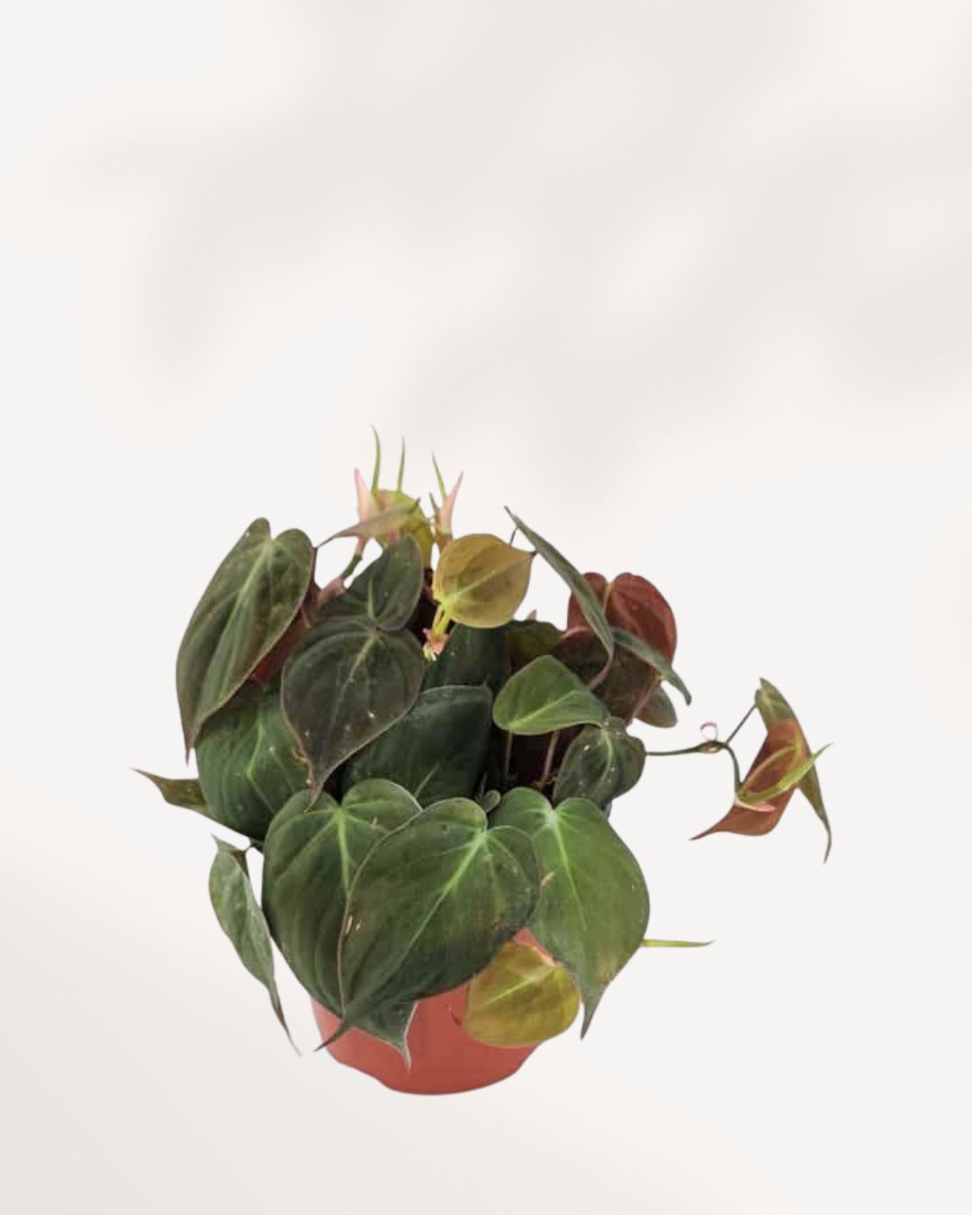 Philodendron Micans plant in a small pot