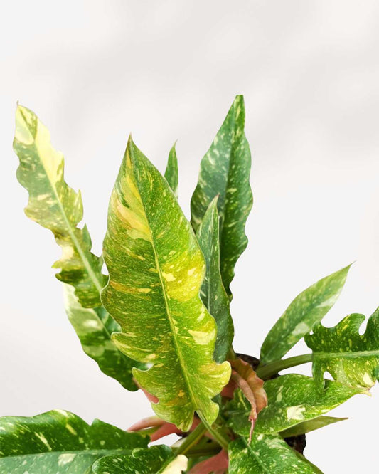 Philodendron Ring of Fire 4" Pot - Medium
