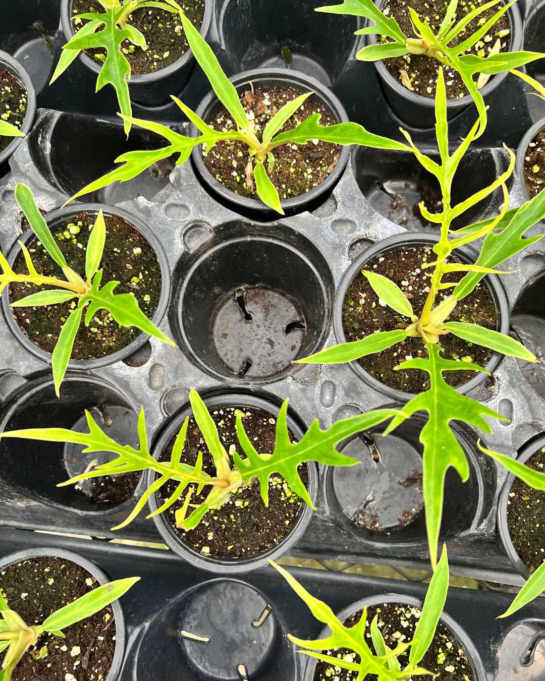 Top view of Philodendron Tortum showing leaf shape