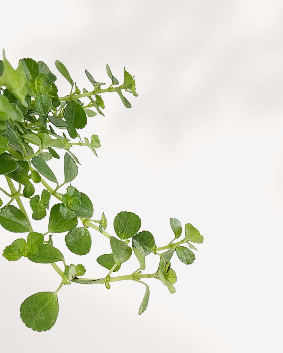 Pilea Depressa Baby Tears