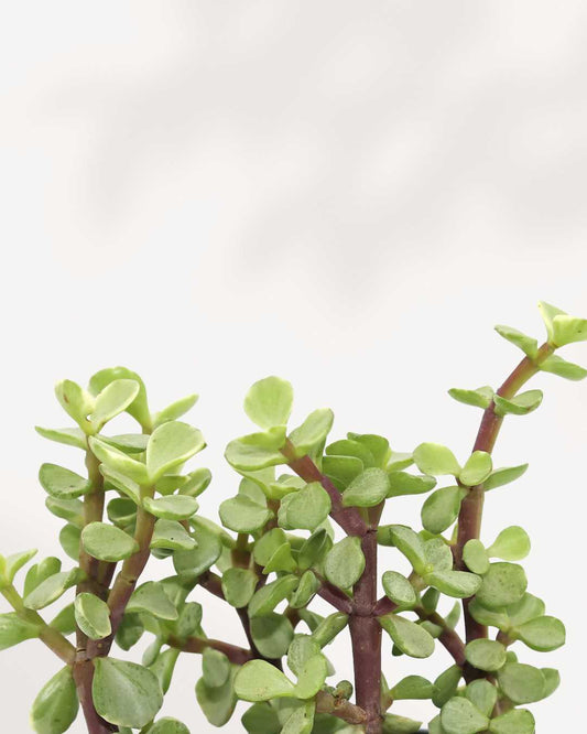 Portulacaria afra 3.5" Pot - XSmall