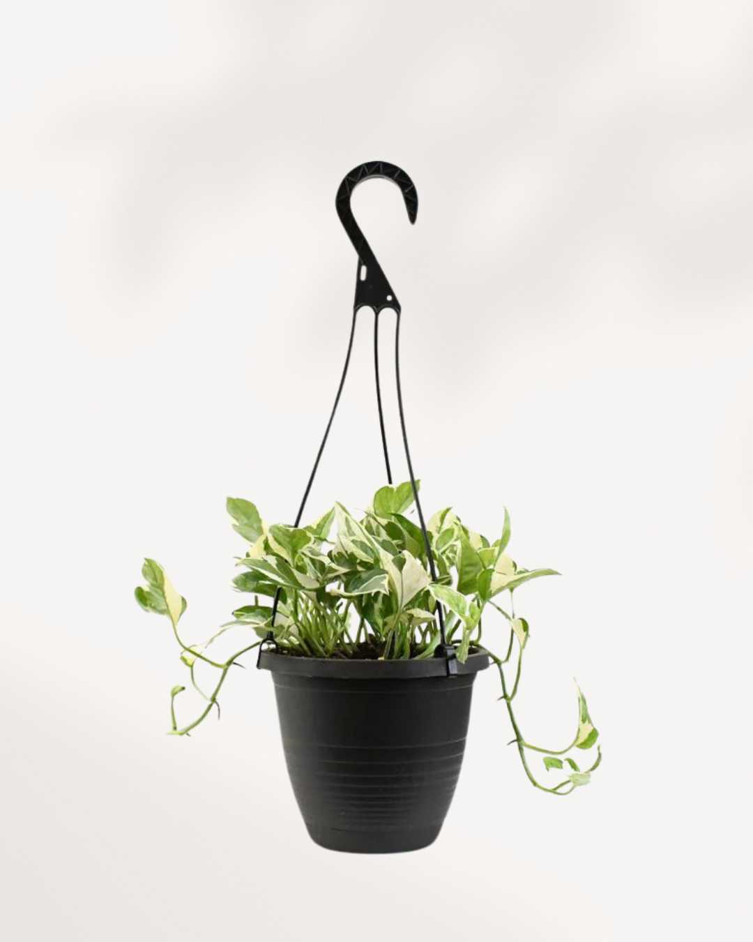 Pothos Pearls & Jade 6.5" Hanging Basket