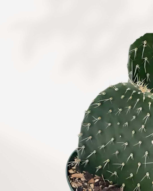 Prickly Pear Cactus 4" Pot - Small